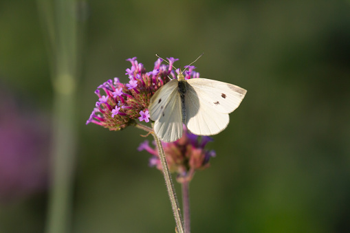 Close-up of a cabbage butterfly sitting and feeding on a blooming vervain (verbena officialis)