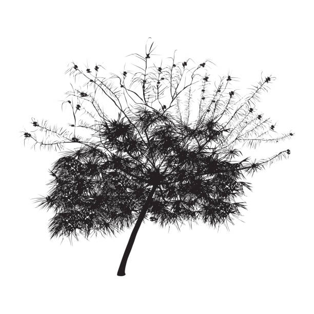 istock Silhouette of the blossoming acacia 1282521342