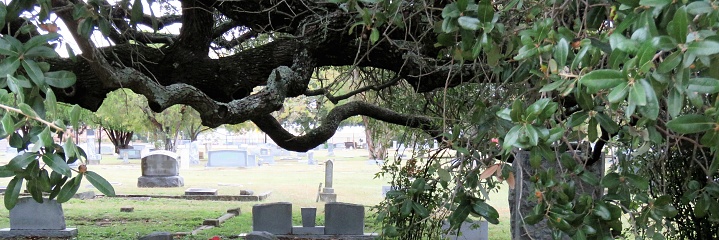 Cemetery framed under tree branches. Cropped for Web banner.