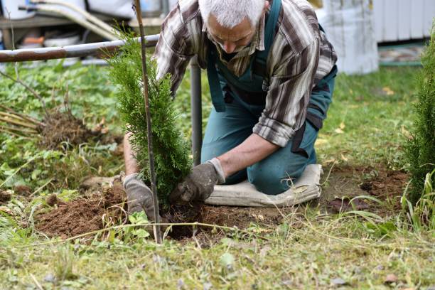 istock The farmer plants small ornamental trees in the soil 1282523252