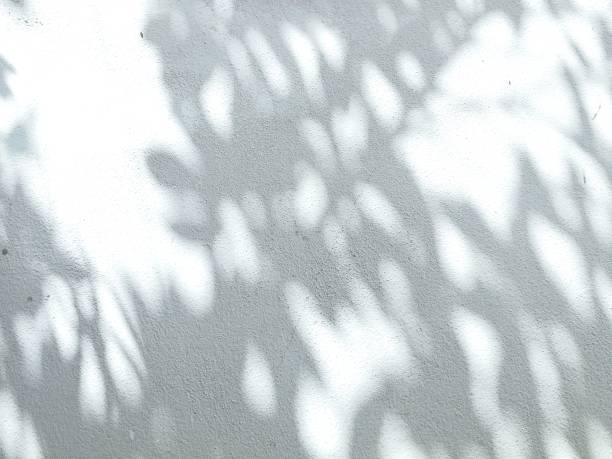 istock Close-up of tree shadows and sunlight 1282524583