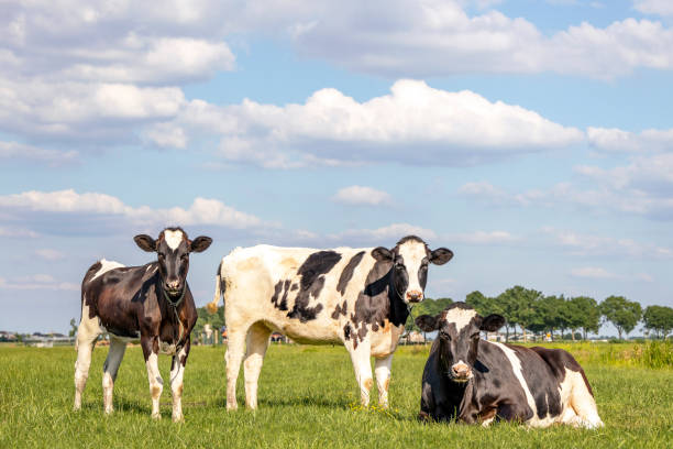 istock Cows together in pasture, happy and joyful, standing and lying down and a blue cloudy sky. 1282524722