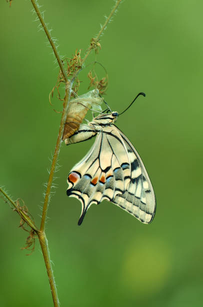 istock Wonderful butterfly Papilio machaon spread its wings on a summer day. 1282524734
