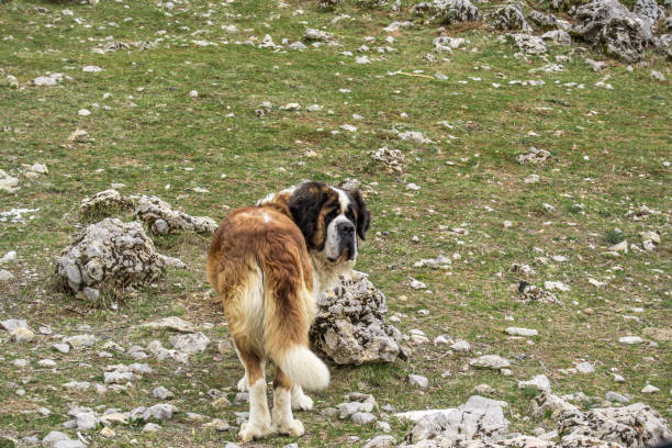 A Nova Scotia Duck Tolling Retriever rests beside stone formations near a rugged mountain slope. The textured terrain and warm light give a sense of solitude.