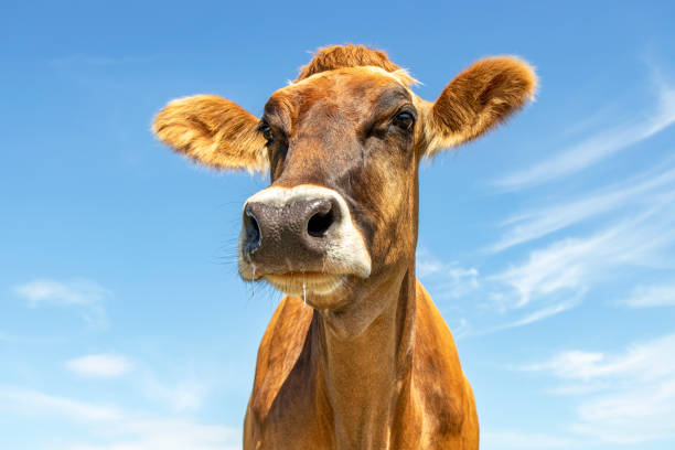 istock Brown Swiss dairy cow head, blue background with copy space 1282524776