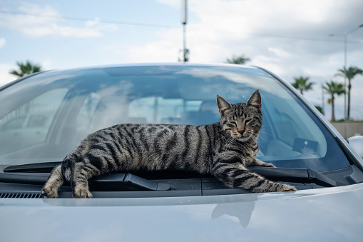 Stray cat sleeping front of windshield of a car.