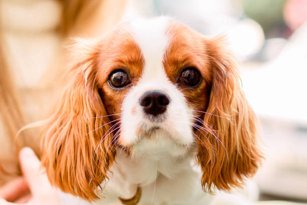 ritratto purosangue cucciolo cavaliere re charles spaniel sfondo sfocato naturale - cavalier foto e immagini stock