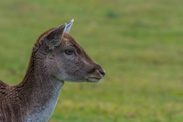 little deer large view from the head