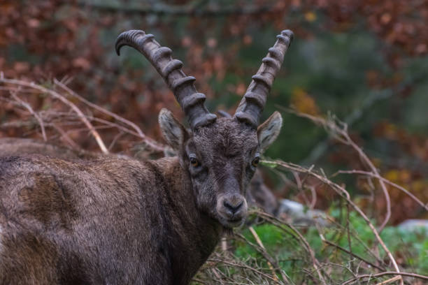 istock single ibex stands and looks in the camera a zoo 1282525111