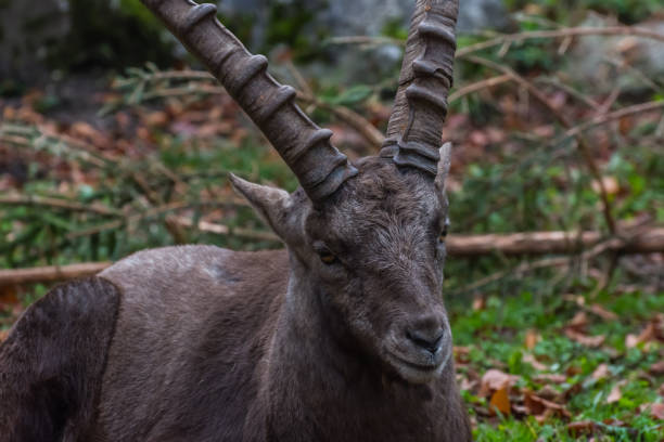 istock single ibex stands and looks in a zoo 1282525113