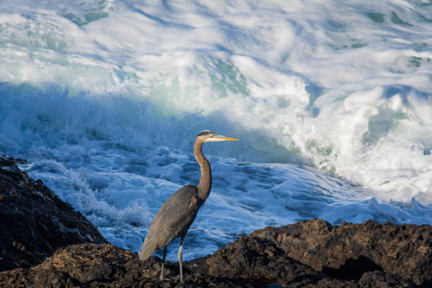 istock great blue heron near crashing waves on the Oregon Coast 1282525829