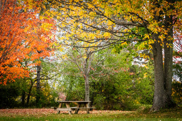 istock Maple trees, outdoor, recreation 1282527118