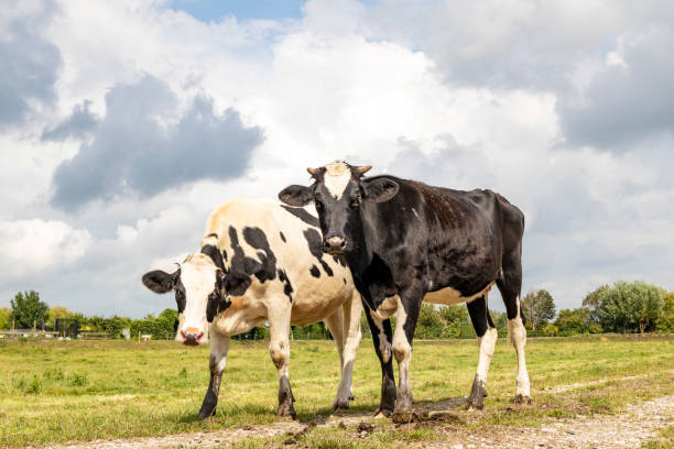 istock Two cows, black and white walking, cloudy background, standing in a pasture under a blue sky and a straight horizon 1282527235