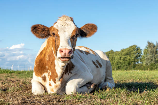 istock Cow lying down relaxed. Brown and white, comfortable ruminating a heifer is mooing, mouth open in a field and lazy chewing 1282527249