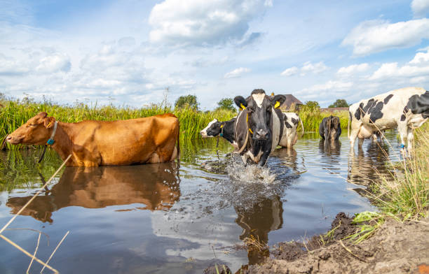 vacas enfriándose, yendo a nadar, tomando un baño y de pie en un arroyo, bañándose en una zanja, reflexión en el agua, . - wading fotografías e imágenes de stock
