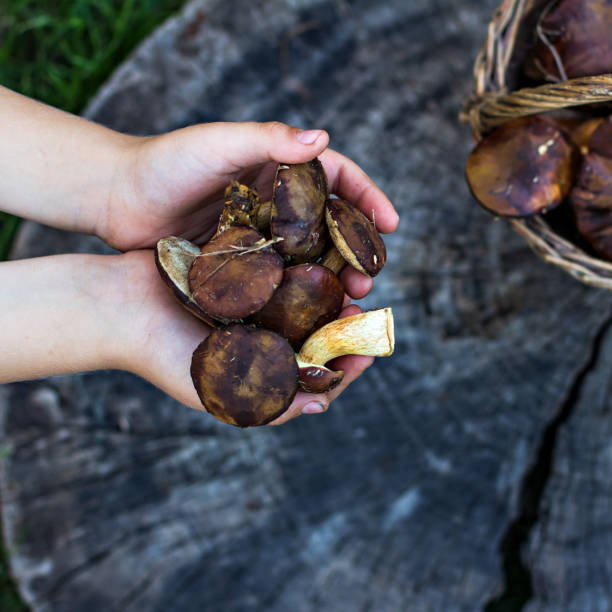 istock White forest mushrooms lie on a stump. 1282527737