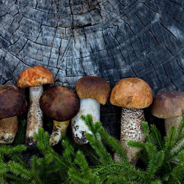 istock White forest mushrooms lie on a stump. 1282527771