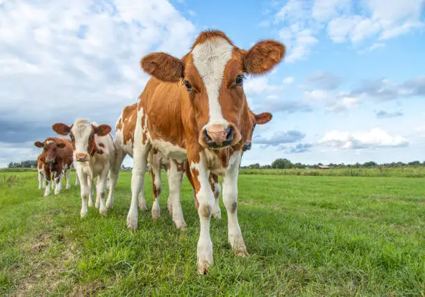 Photo of Calf playful in a row together, oncoming to the camera in a green meadow under a cloudy blue sky