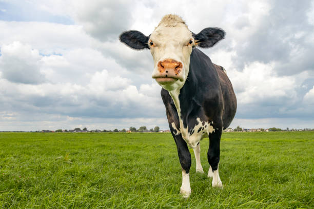 istock Cow looking grumpy, a Montbeliarde black with large pink nose in a pasture under a blue cloudy sky and a distant straight horizon 1282528028