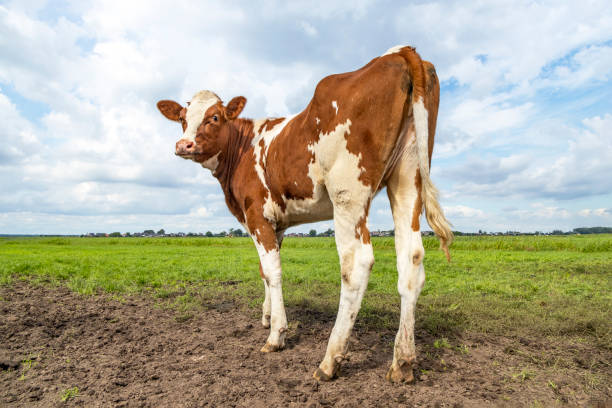 istock Cow looking backwards, turning her head and seen from behind, no udder under a blue sky in a green field 1282528035