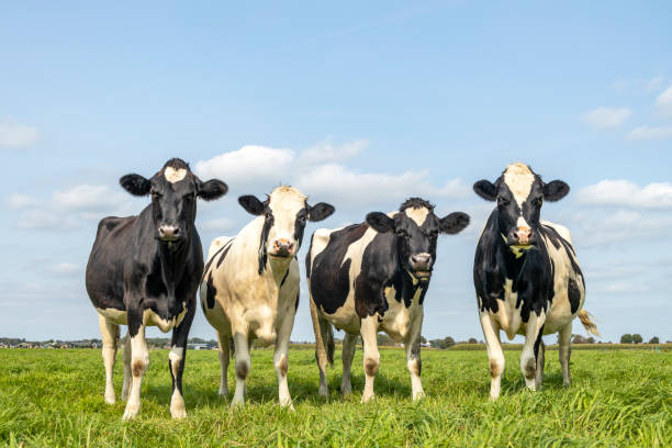 牧草地に集まる牛、幸せで楽しい、青い曇り空、牧歌的なシーン - 若い雌牛 ストックフォトと画像