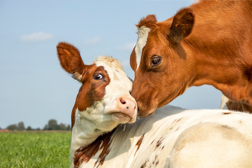 Red cow is playfully cuddling another young cow lying down in a field under a blue sky, calves love each other