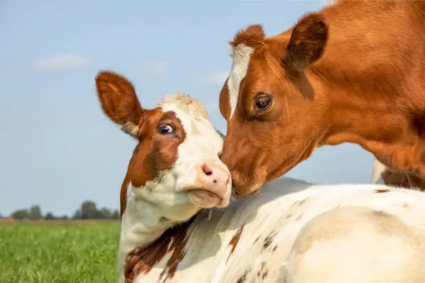 Photo of Cow playfully cuddling another young cow lying down in a field under a blue sky, calves love each other