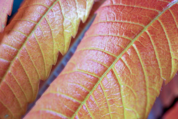 istock Macro abstract image of colorful autumn leaves 1282529337