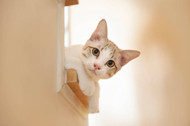 A kitten on the stairs looking at the camera.