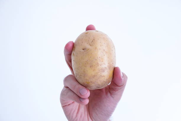 Whole raw potato held by Caucasian male hand close up shot isolated on white stock photo