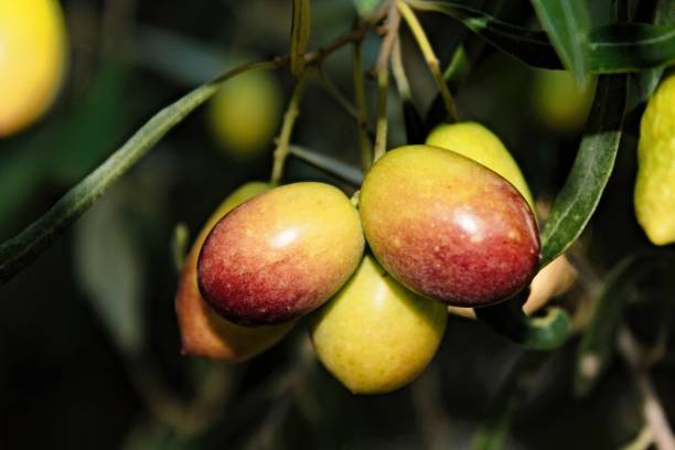 istock Greek olives on olive tree branch 1282530889