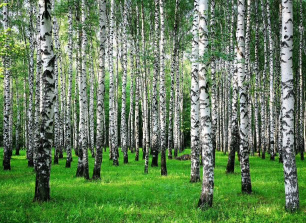 istock Birch trees in a summer forest in a meadow with sunlight 1282531122