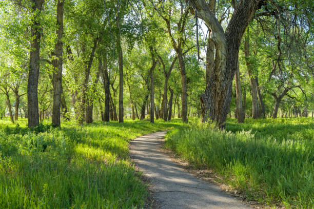 Spring Trail - A hiking trail winding through a dense grove in Chatfield State Park on a sunny Spring evening. Denver-Littleton, Colorado, USA.