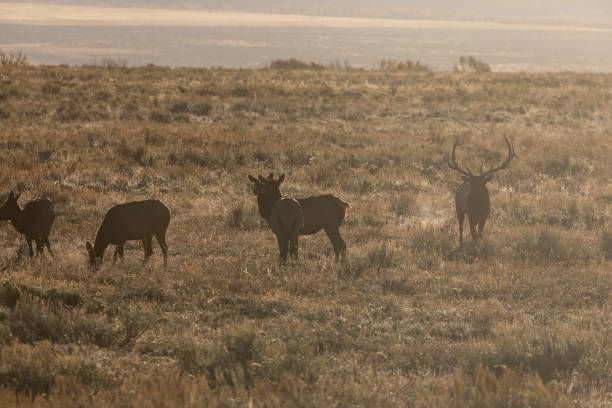 istock Elk in the Fall Rut in Wyoming 1282533315