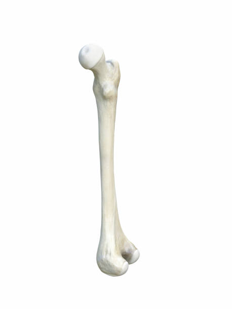 istock Right human femur bone, anatomy, white background, 3d rendering 1282533584