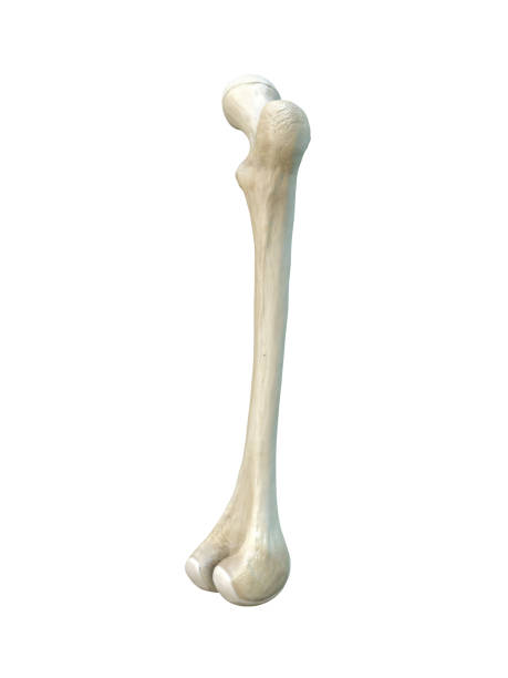 istock Right human femur bone, white background, 3d rendering 1282533768