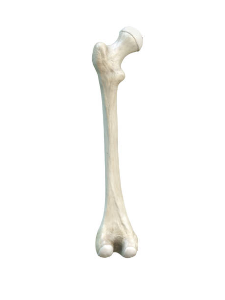 istock Left human femur bone, posterior view, white background, 3d rendering 1282534306