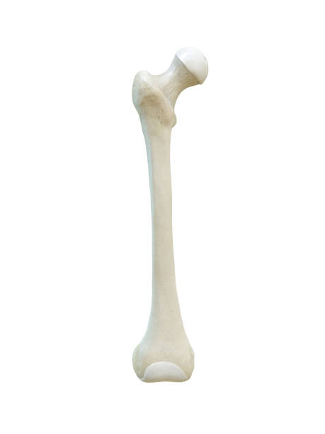 istock Right human femur bone, Anterior view, white background, 3d rendering 1282534325