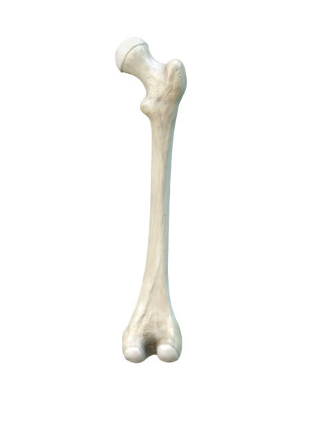 istock Right human femur bone, posterior view, bone anatomy, white background, 3d rendering 1282534484