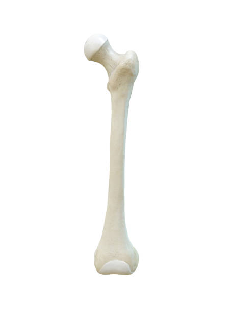 istock Left human femur bone, Anterior view, bone anatomy, white background, 3d renderinge 1282534635