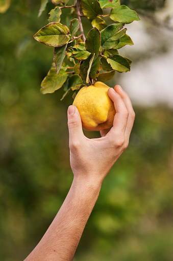 Hand picking quince from a tree