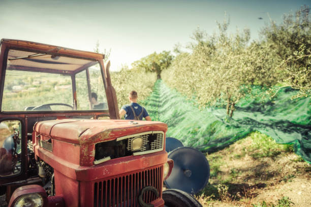 istock Harvesting fresh olives on green nets 1282534863