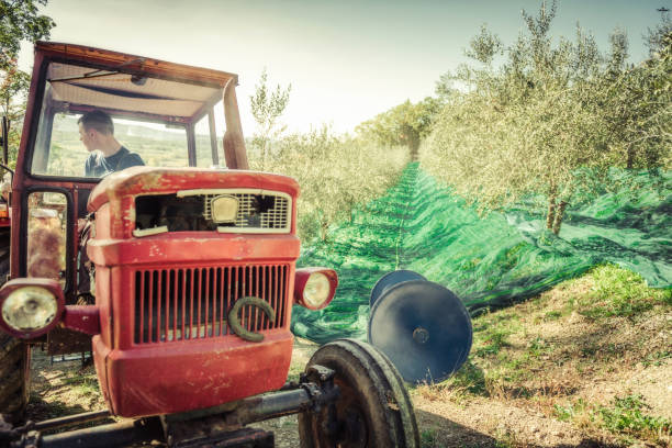 istock Harvesting fresh olives on green nets 1282534873