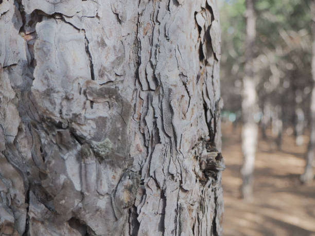 istock Forest, Tree Body, Bird Nest and Nature 1282536288