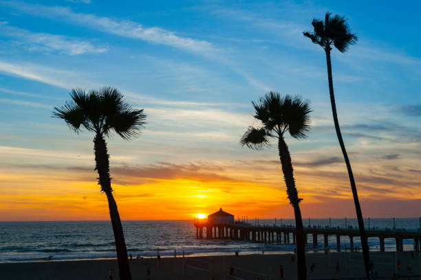 istock Tropical palms along Californian beaches. 1282536947