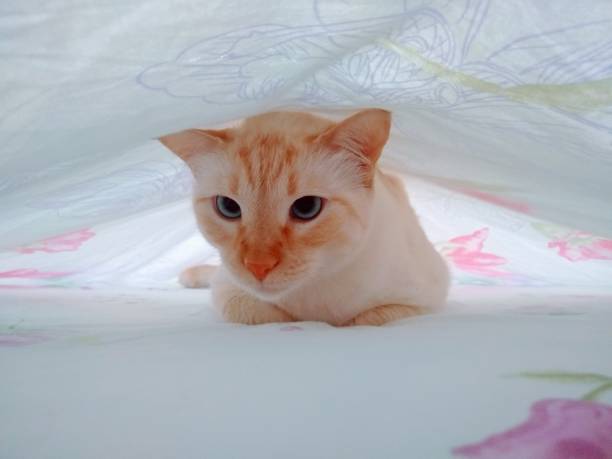 istock Kitty in the sheet tunnel 1282537230