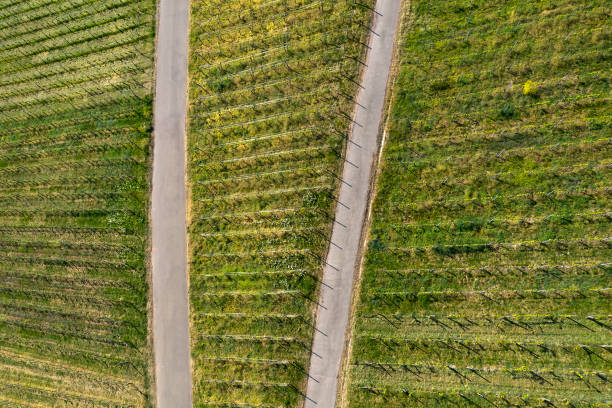 istock Vineyards in Spring, Aerial View 1282538105