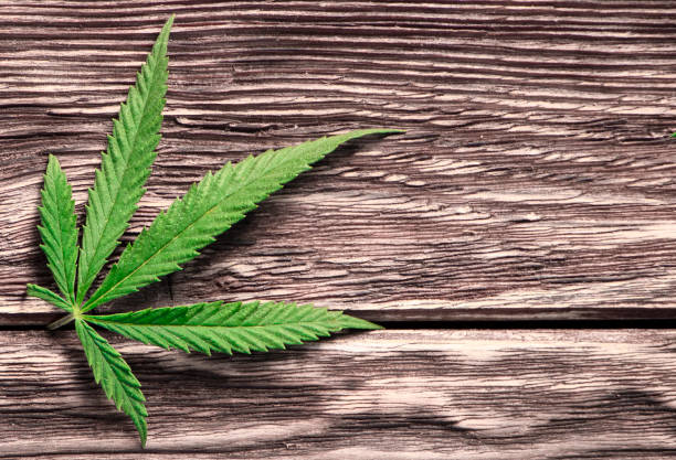 istock cannabis leaves on old wooden background 1282538600