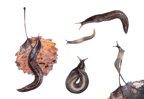 Set of slugs. Ash-black Slug (Limax cinereoniger) and Deroceras caucasicum isolated on white background