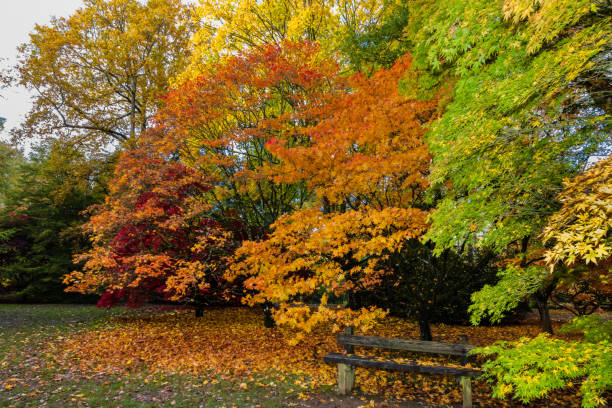 drewniana ławka jesienią - maple tree autumn tree vibrant color zdjęcia i obrazy z banku zdjęć